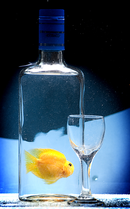Фото жизнь (light) - Петр Орлов - корневой каталог - Золотая рыбка