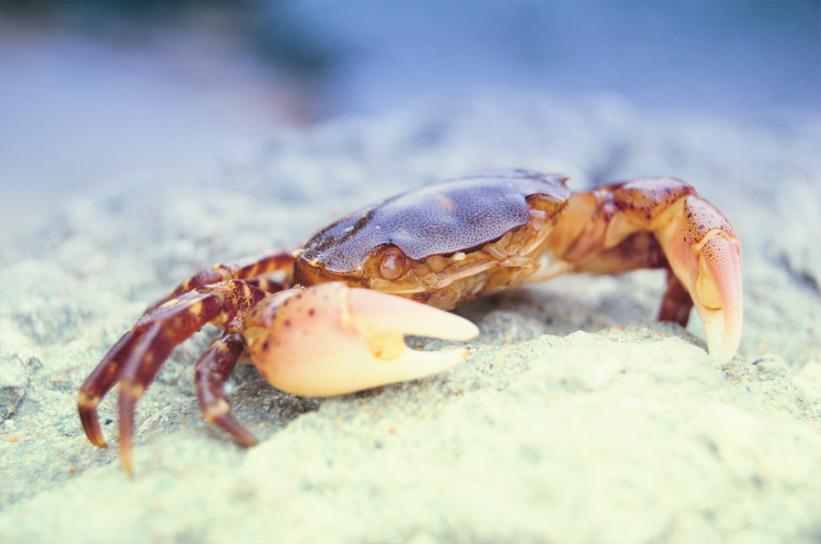 Фото жизнь (light) - Наталья Рико - Живой мир - Liocarcinus vernalis