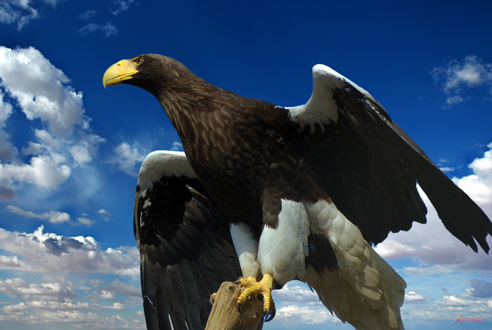 Фото жизнь (light) - akvarel - корневой каталог - белоплечий орлан