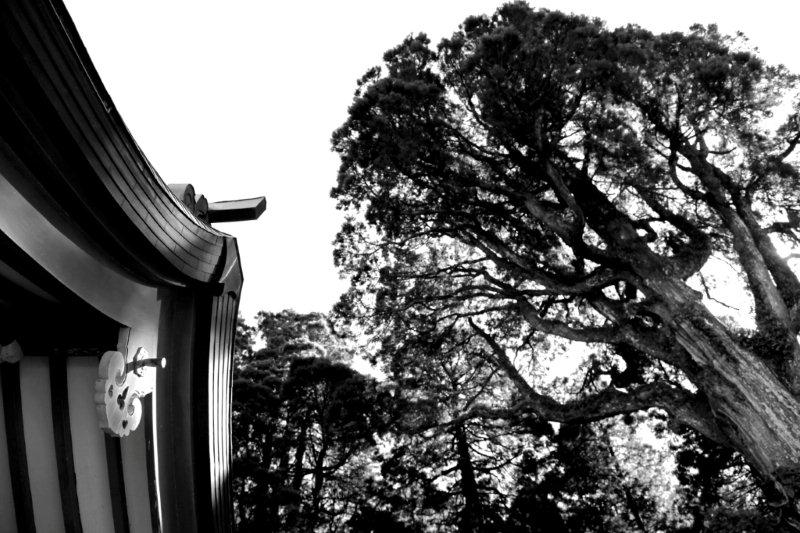 Фото жизнь (light) - Saigo - Чёрно-белое фото - Фрагмент крыши и старое дерево