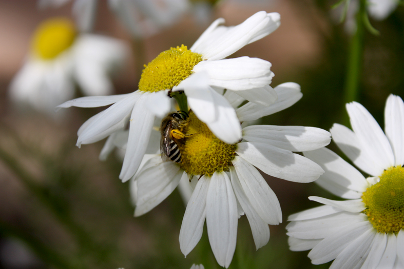 Фото жизнь (light) - AnnPeterson - корневой каталог - пчелка
