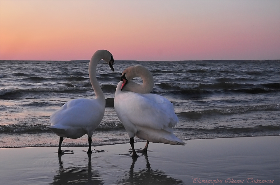 Фото жизнь (light) - _Oksana_ - Животные и птицы - На закате