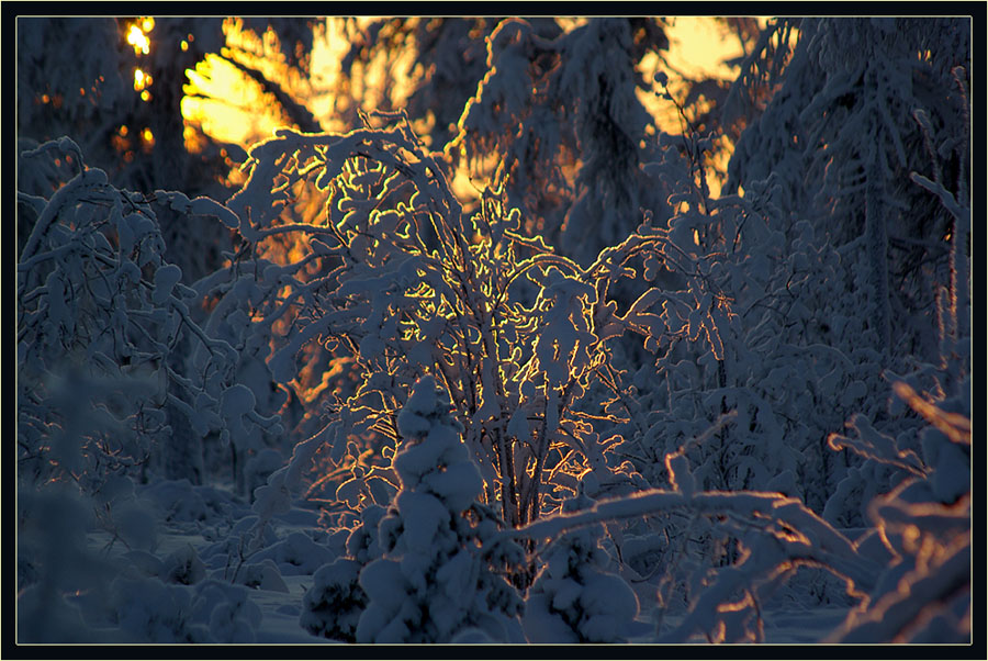 Фото жизнь (light) - Виктор Солодухин - Сказочная зима - Утром в тайге