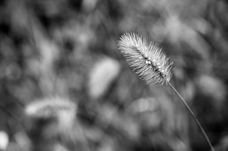 Фото жизнь (light) - natia apkhaidze - Plants & Flowers - grass-blade