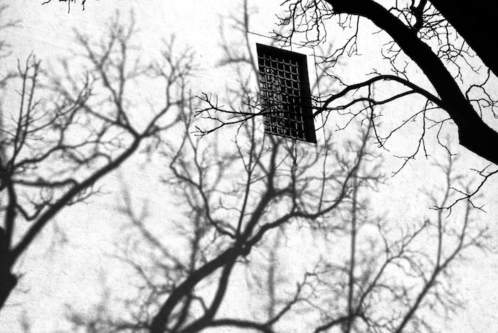 Фото жизнь (light) - kojra - корневой каталог - однажды дерево от тоски влезло на стену. там и осталось