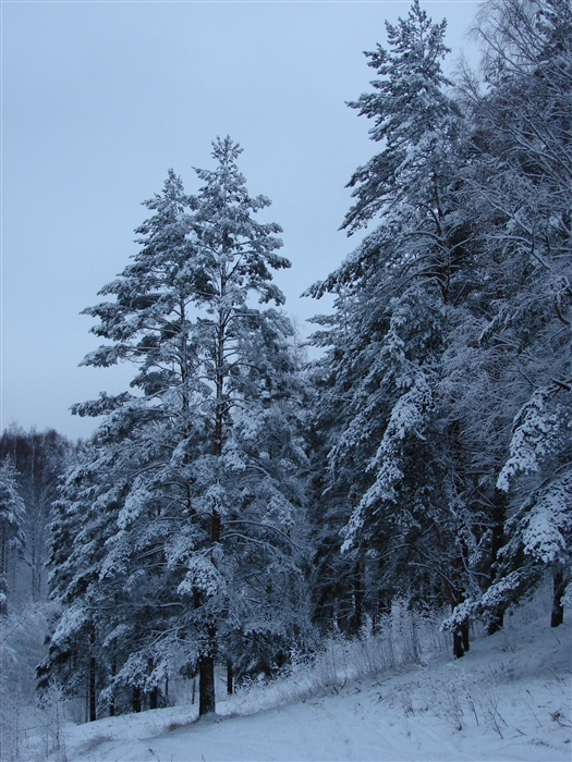 Зимний лес 4