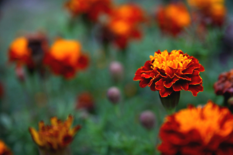 Фото жизнь - natia apkhaidze - Plants & Flowers - saffron