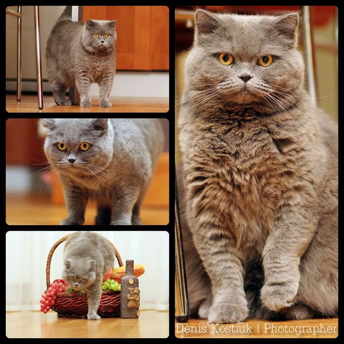 Кот без хлопот =)