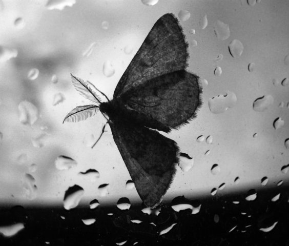 Фото жизнь - Махотина Дарья - корневой каталог - капли дождя