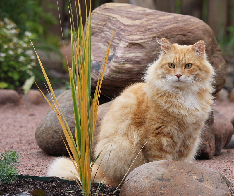 Фото жизнь (light) - Pumka - корневой каталог - сад котов и камней