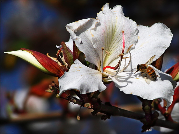 Фото жизнь (light) - kuchum13 - Растения, насекомые, мелкая живность, ракушки, камушки - Когда Весна придет? не знаю...