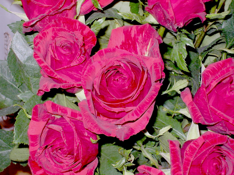 Фото жизнь (light) - TauGreen - Макро - Фрагмент букета роз
