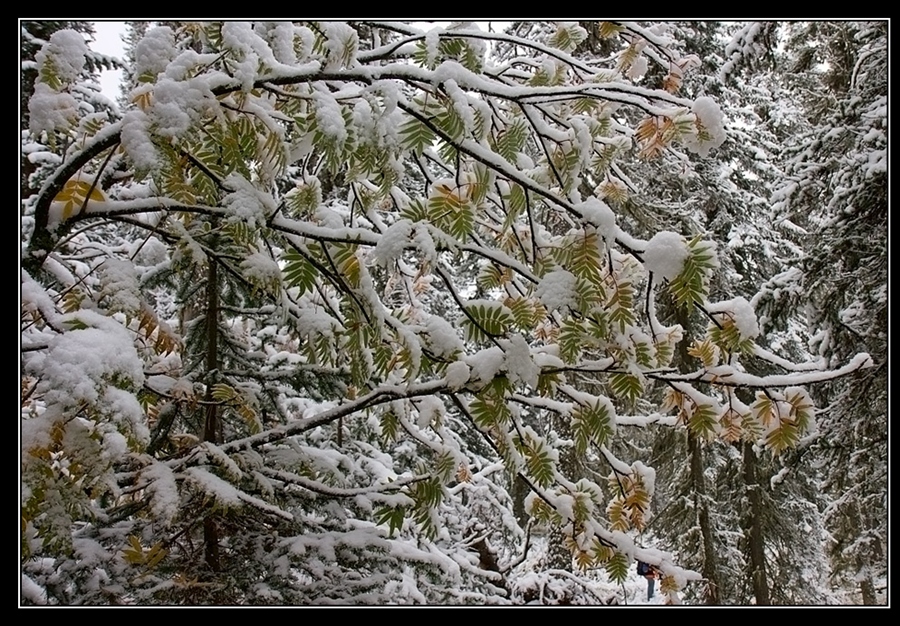 Фото жизнь
