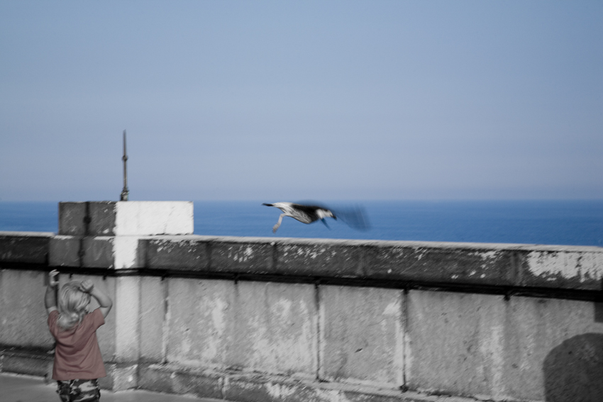 Фото жизнь (light) - olenka - ФРАНЦИЯ - тише... птица на крыше..