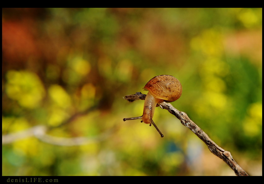 Фото жизнь (light) - spider238 - Animals - Кабельное телевидение