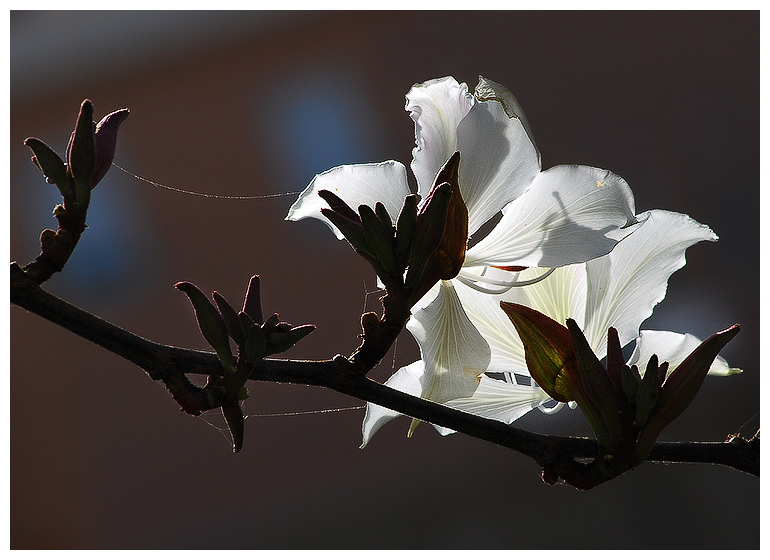 Фото жизнь - kuchum13 - Растения, насекомые, мелкая живность, ракушки, камушки - цветок бохинии в контровом цвете
