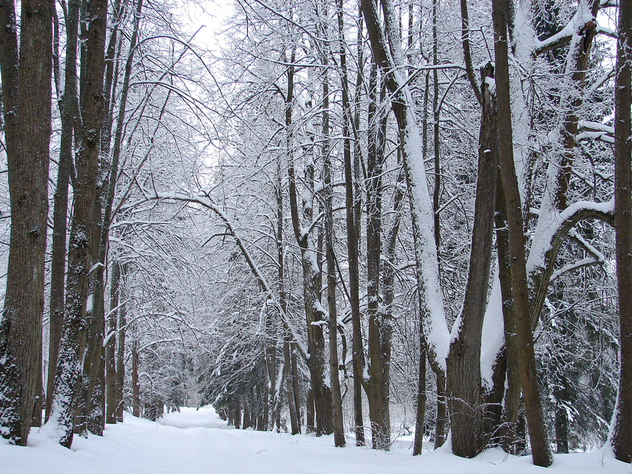 Фото жизнь - Lenoch - Зима - Пока зима еще не забыта...