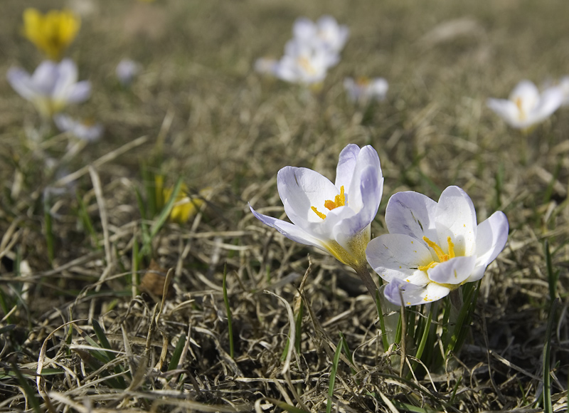 Фото жизнь - Александр Ильин - Цветы... цветы... - Весна идёт, весне - дорогу!