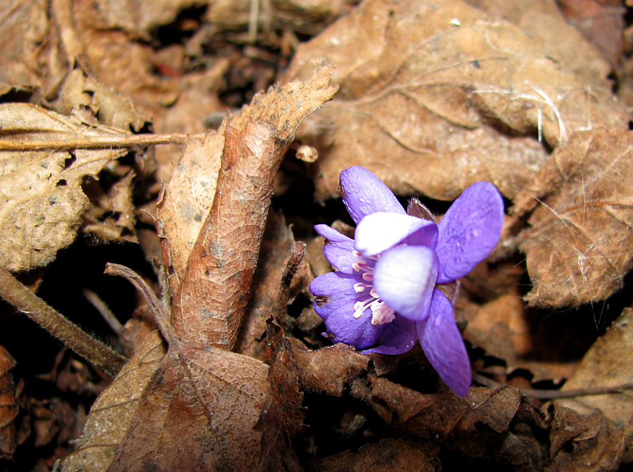 Фото жизнь (light) - Татьяна_kauksi - Природа - Вестник весны