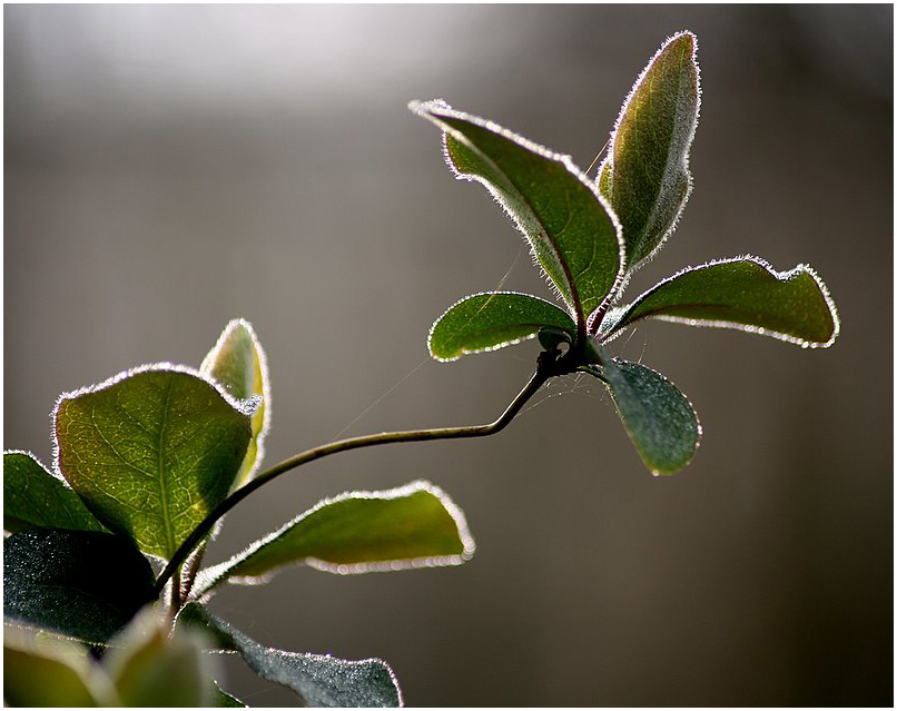 Фото жизнь (light) - . - Придумайте сюжет о нежности и лете... - Про изящество линий...:)