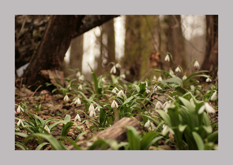 Фото жизнь (light) - Thila - корневой каталог - Весна в лесной чаще