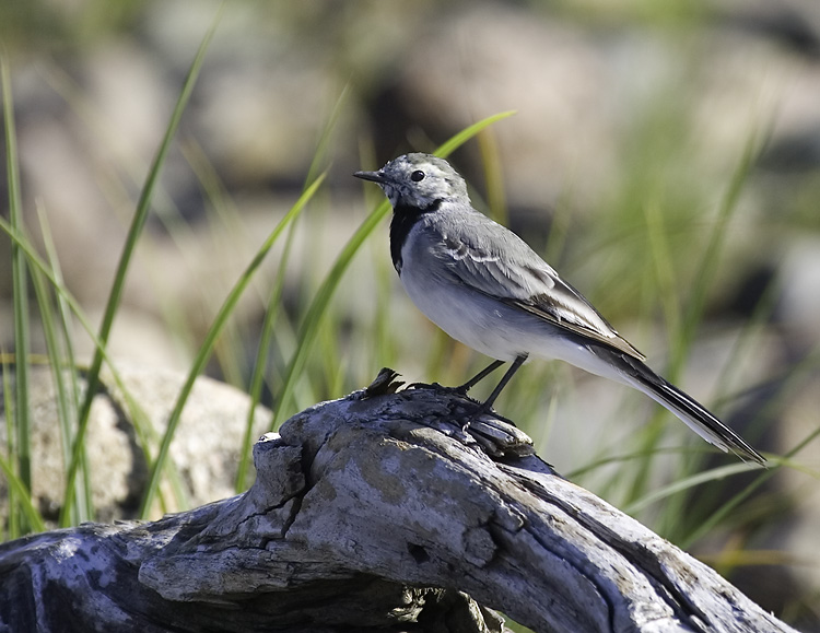 Фото жизнь (light) - Александр Ильин - Птицы - Трясогузка по "Карельски".
