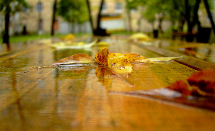 Фото жизнь - MarinaMur - корневой каталог - Осень - это сны листопада...