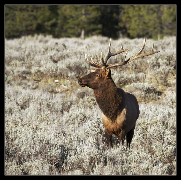 Фото жизнь - Вадим Балакин - Природа США - Bull Elk