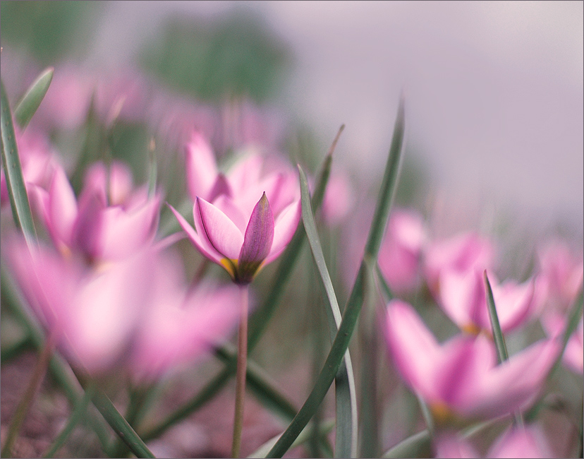 Фото жизнь - Luluka - Цветочное настроение - Первоцветы