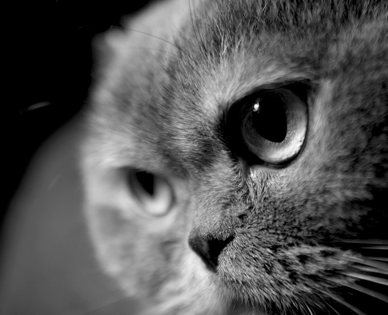 Фото жизнь (light) - Махотина Дарья - корневой каталог - Cat