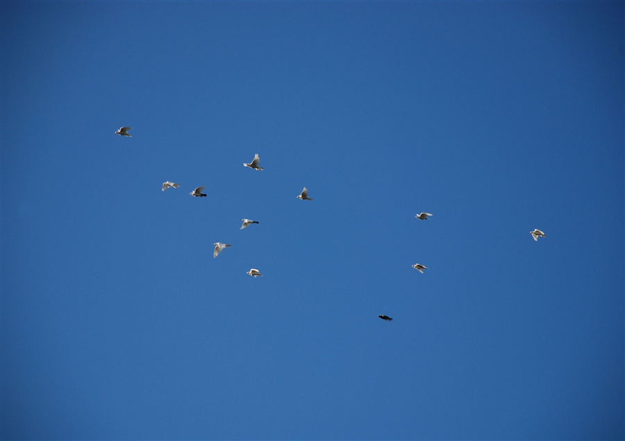 рассекая границы