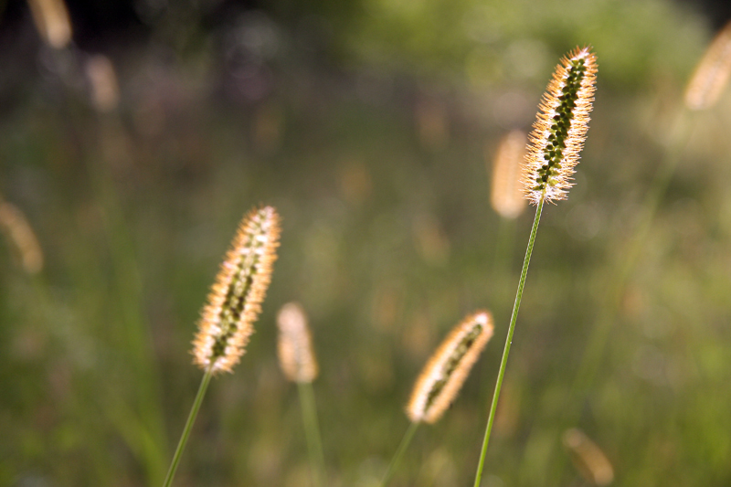 Фото жизнь (light) - natia apkhaidze - Plants & Flowers - ****