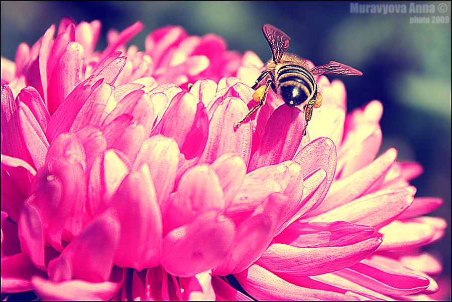Фото жизнь (light) - Anisha - Творения природы совершеннее творений искусства! - "Труженица пчелка  Села на цветок,  Собрала нектара  Полный хоботок!"