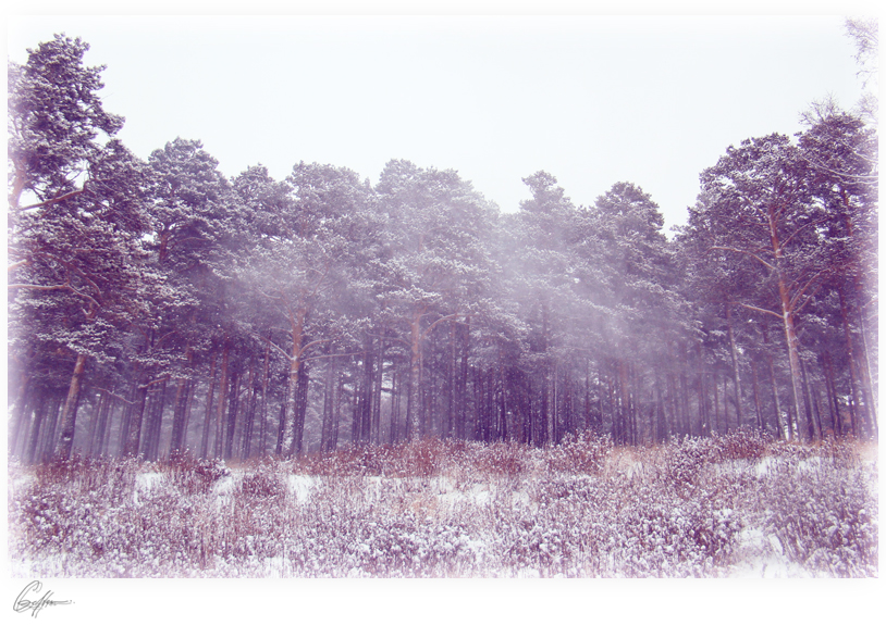 Фото жизнь - Gefien - корневой каталог - снегопады