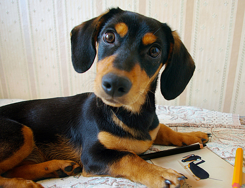 Фото жизнь (light) - pticka - корневой каталог - Застукали