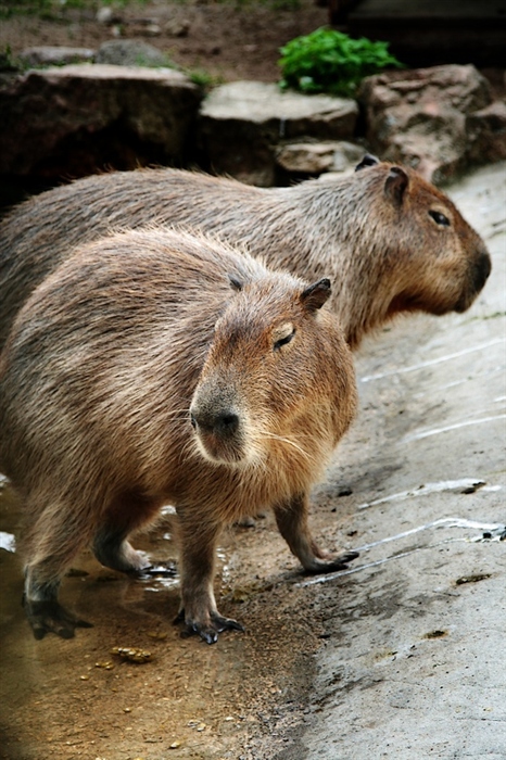 kapibar