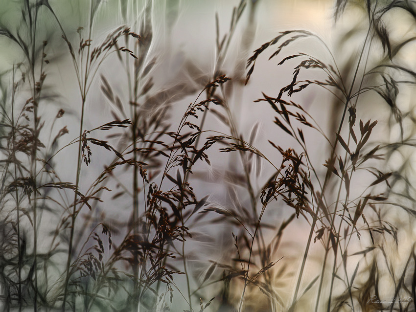 Фото жизнь (light) - Raisa Rare - Моя Запрудня!  - Зазеркалье.