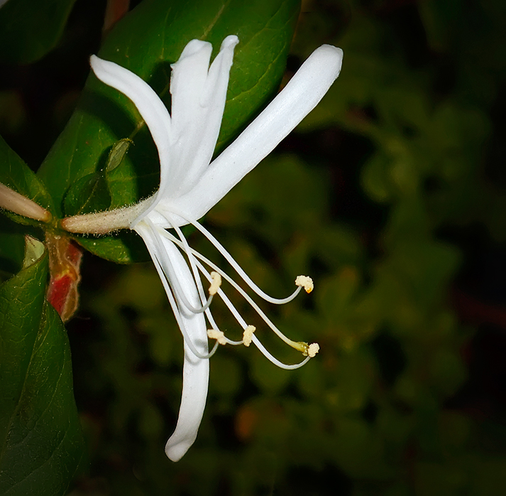 Фото жизнь (light) - kuchum13 - Растения, насекомые, мелкая живность, ракушки, камушки - Просто цветок - каприфоль