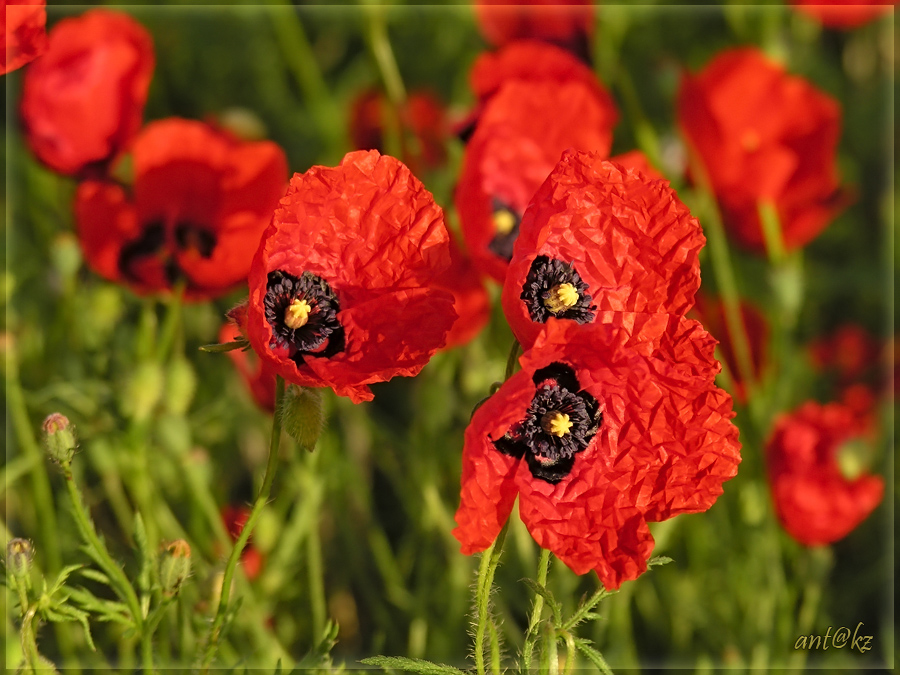 Фото жизнь (light) - Ant_kz - корневой каталог - Маки полевые.