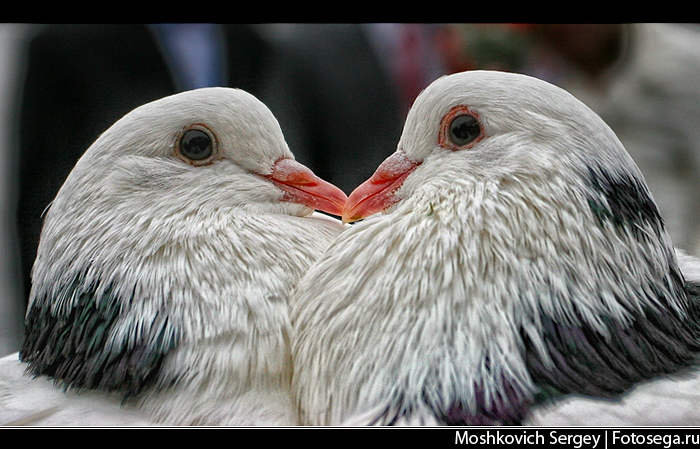 Фото жизнь (light) - Fotosega - корневой каталог - Свадебные голуби 