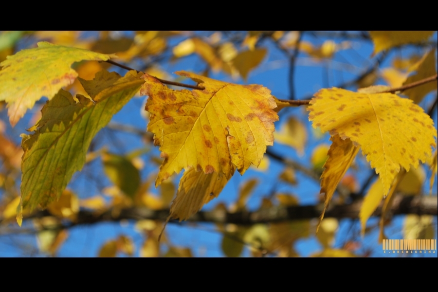 Фото жизнь - Елена Бредихина - Nature - Осень гудбай