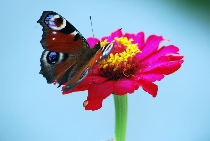 Фото жизнь (light) - aska - цветы,натюрморты - бабочка