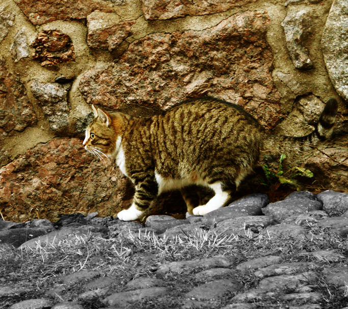 Фото жизнь - Трофимова Кристина - корневой каталог - кот Выборгского замка