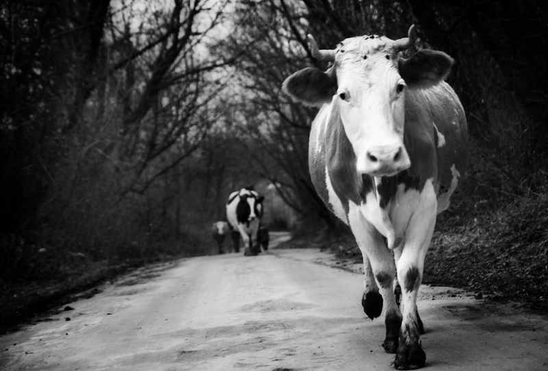 Фото жизнь - GogolGrib - корневой каталог - Корова