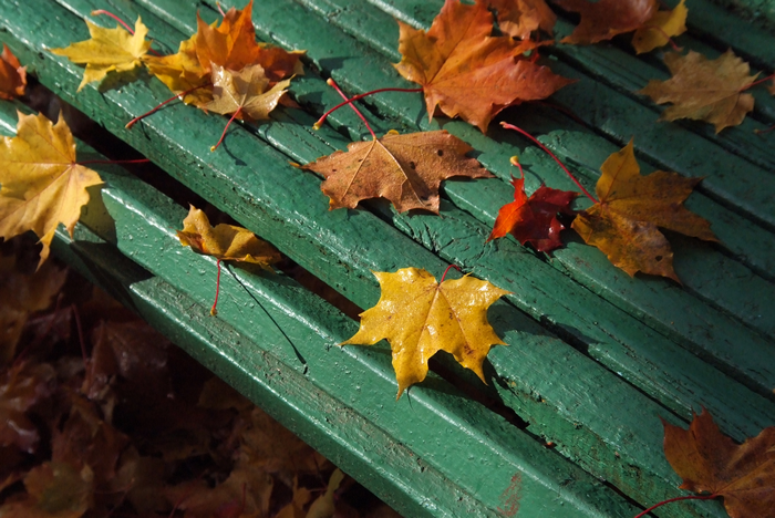 Фото жизнь (light) - Vitaly-007 - Природа - Осень... кленовые листья