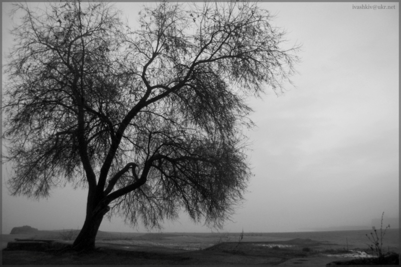 Фото жизнь (light) - Дий Ива - Море - sea tree #1
