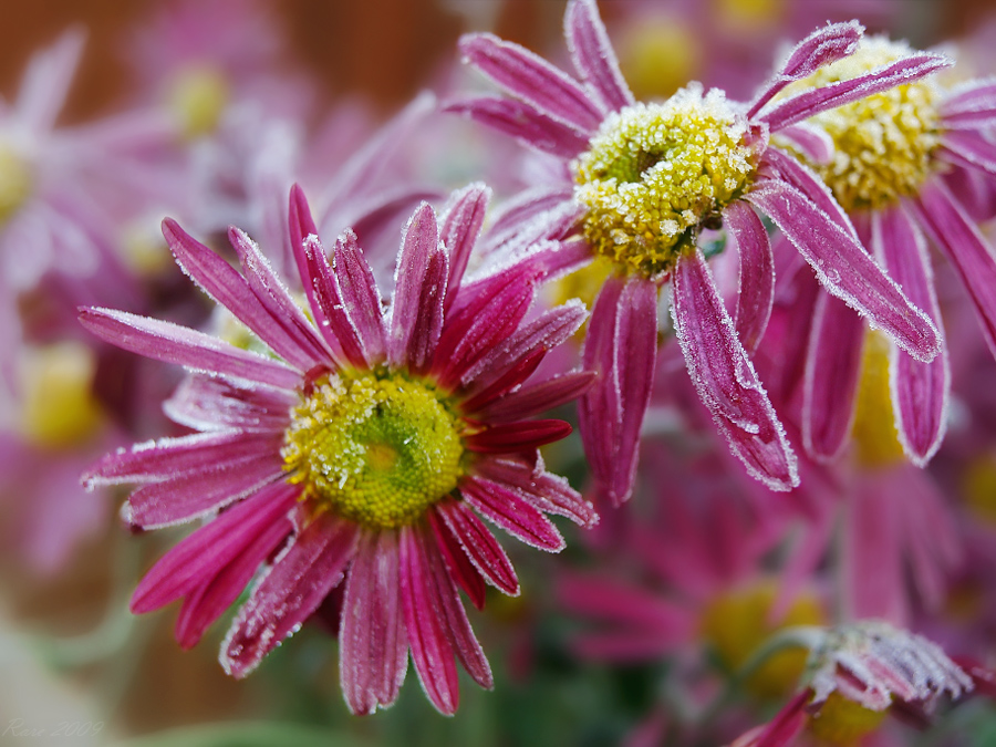 Фото жизнь (light) - Raisa Rare - Моя Запрудня!  - Последнее цветение.