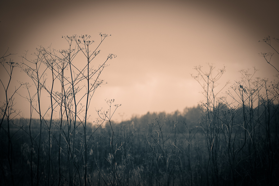 Фото жизнь (light) - Светлана Морсина - Осенние пейзажи - Осеннее настроение