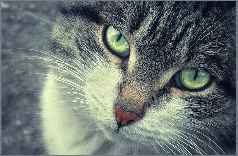 Фото жизнь (light) - lona - кисульки - Василий