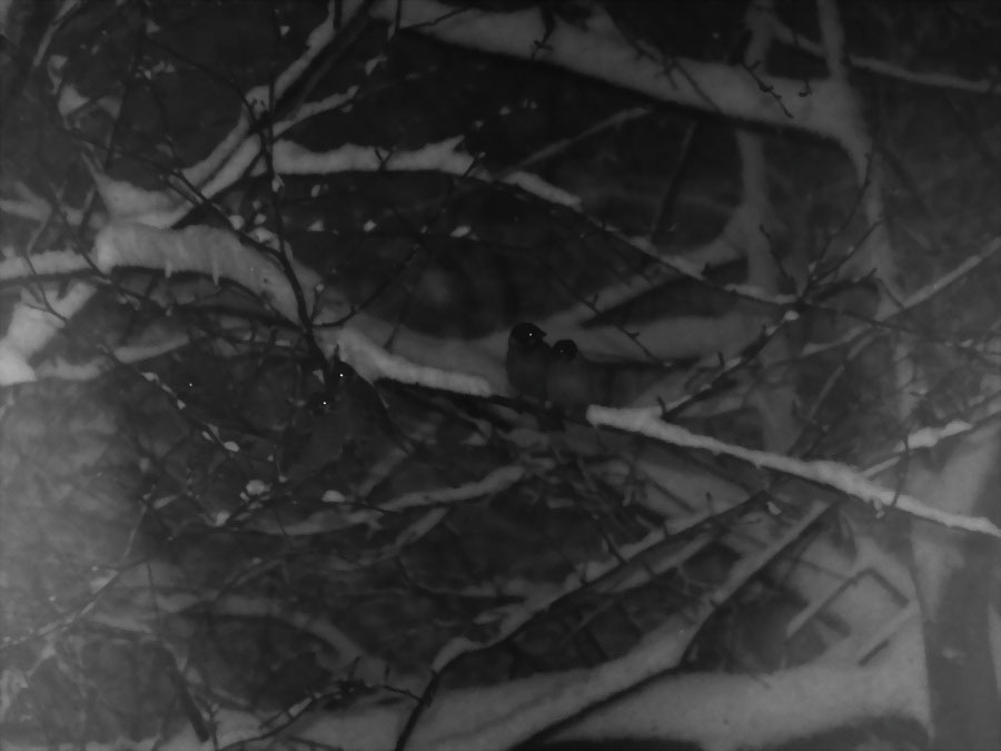 Фото жизнь (light) - Angela Wojtowska  - Природа, пейзаж - ближе ко мне, вместе не замерзнем...